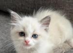 Fluffy grey - Ragdoll Cat For Sale - NC, US