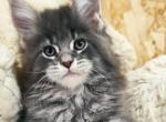 Bonbon - Maine Coon Cat For Sale - Hollywood, FL, US