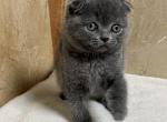 Scottish fold grey female - Scottish Fold Cat For Sale - Arvada, CO, US