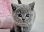 Haja - British Shorthair Cat For Sale - Miami, FL, US