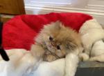 Fancy girl - Persian Cat For Sale - Charlotte, NC, US