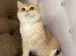 Dasha - British Shorthair Kitten For Sale - Los Angeles, CA, US