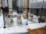 Kitty - Domestic Kitten For Sale - Fort Lee, NJ, US