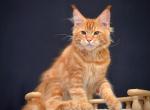 Exclusive - Maine Coon Cat For Sale - Miami, FL, US