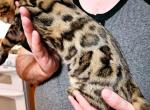 Brown Female Teal Collar - Bengal Kitten For Sale - Bradner, OH, US