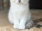 Male British shorthair Kitten - British Shorthair Cat For Sale - Auburn, WA, US