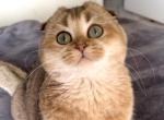 Wendy - Scottish Fold Cat For Sale - Los Angeles, CA, US