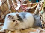 Alondra - Persian Cat For Sale - PA, US