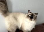 Fluffy - Siberian Cat For Sale - Bonita Springs, FL, US