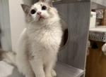 Green - Ragdoll Cat For Sale - New York, NY, US
