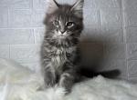 Volter - Maine Coon Cat For Sale - NY, US