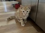 Danny - Maine Coon Cat For Sale - Jacksonville, FL, US