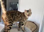 Martina available in Miami - Bengal Cat For Sale - Miami, FL, US