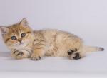 Beauty cheetah cub british shorthair golden tabby - British Shorthair Cat For Sale - CA, US