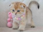 Dana scottish fold golden chinchila baby girl - Scottish Fold Cat For Sale - CA, US