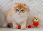 Dior scottish fold longhair golden shaded boy - Scottish Fold Cat For Sale - CA, US