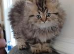 Hunter - Persian Cat For Sale - Bowie, MD, US