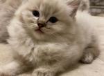 Freddi - Ragdoll Cat For Sale - Elizabeth, NJ, US