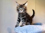 Sage - Maine Coon Kitten For Sale - New York, NY, US