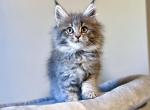 Seraph - Maine Coon Kitten For Sale - New York, NY, US
