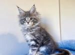 Sydney - Maine Coon Kitten For Sale - New York, NY, US