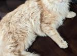 Elyse - Maine Coon Cat For Sale/Retired Breeding - Staten Island, NY, US