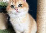 Golden British Shorthair kitten male 3 months old - British Shorthair Cat For Sale - Boston, MA, US