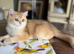 3 months old Golden British kitten - British Shorthair Cat For Sale - Boston, MA, US