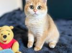 Britney Golden British kitten TICA registered - British Shorthair Cat For Sale - Boston, MA, US