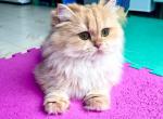 Chocolate Golden Chinchilla cat British Longhair F - British Shorthair Cat For Sale - Boston, MA, US