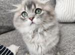 G - Scottish Fold Kitten For Sale - Rocklin, CA, US