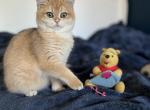 Beautiful Britney Golden British kitten TICA - British Shorthair Cat For Sale - Worcester, MA, US