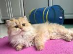 British longhair Female Chocolate Golden Chinchill - British Shorthair Cat For Sale - Worcester, MA, US