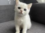 Twix - Scottish Straight Kitten For Sale - Buffalo Grove, IL, US