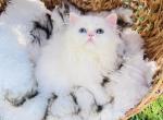 Elsa - Persian Cat For Sale - Discovery Bay, CA, US