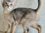 Apologize - Abyssinian Cat For Sale - Norwalk, CT, US