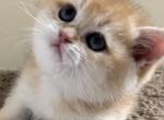 Litter E - British Shorthair Cat For Sale - Staten Island, NY, US