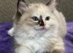 Seal tortie mink ragdoll - Ragdoll Kitten For Sale - Jacksonville, NC, US