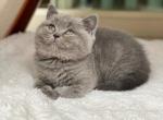 Stella - British Shorthair Cat For Sale - Vancouver, WA, US