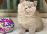 Troy - British Shorthair Cat For Sale - Vancouver, WA, US