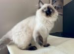 Cassiopeia - Ragdoll Kitten For Sale - 