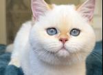 Ariel - British Shorthair Cat For Sale - Los Angeles, CA, US