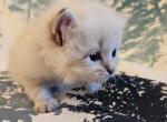 Onyx - Siberian Kitten For Sale - San Diego, CA, US