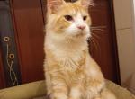 Daniel - Maine Coon Cat For Sale - Brighton, CO, US