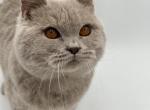 Rocco - British Shorthair Cat For Sale - Brighton, CO, US