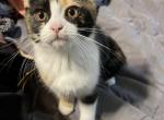 Beautiful Scottish Straight Kittens - Scottish Straight Cat For Sale - Springdale, AR, US