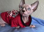 Archie - Sphynx Cat For Sale - Newalla, OK, US