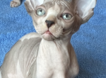 Ray - Sphynx Cat For Sale - Newalla, OK, US