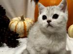 Miffy - Scottish Straight Cat For Sale - Seattle, WA, US