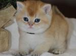 Timmy - British Shorthair Kitten For Sale - Federal Way, WA, US